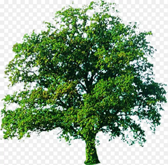 ��������������Ч����ͼ-������