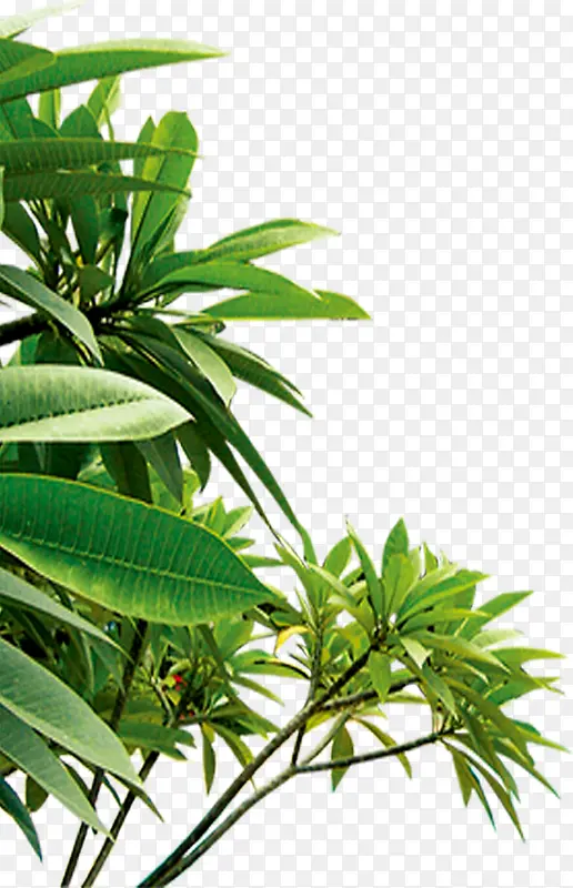 ��������ֲ����-������