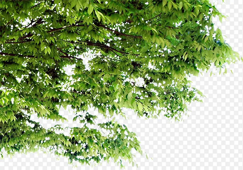 �������۷羰��ľ-������