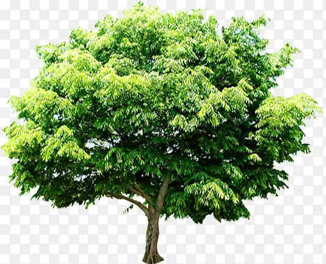 ��������ֲ�ﾰ��-������