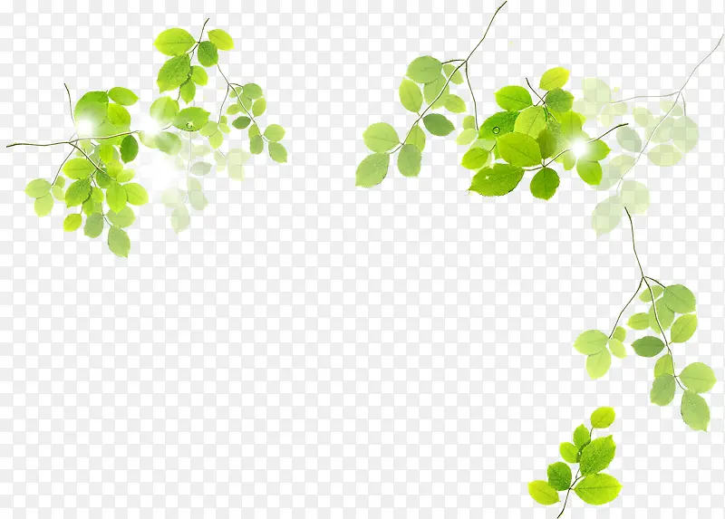 ����������Ҷ�ֻ�-������