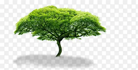 ������������ֲ��-������