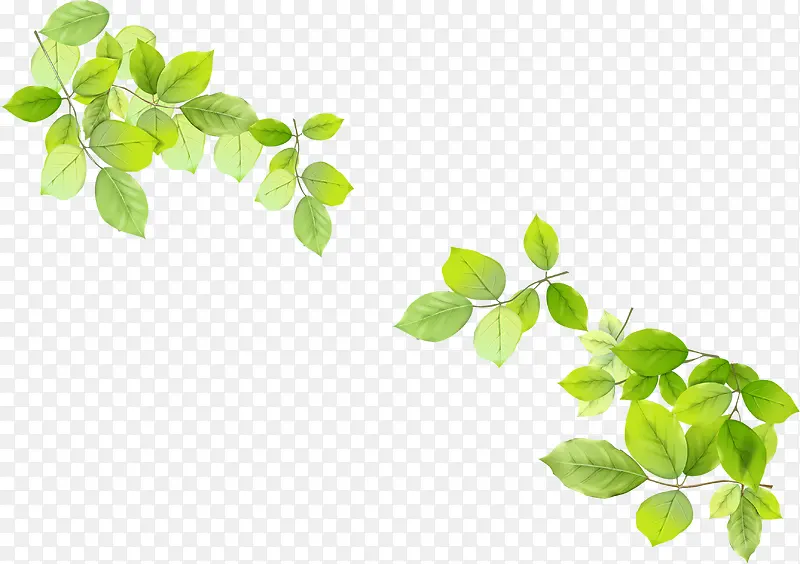 ������Ҷ��������-������