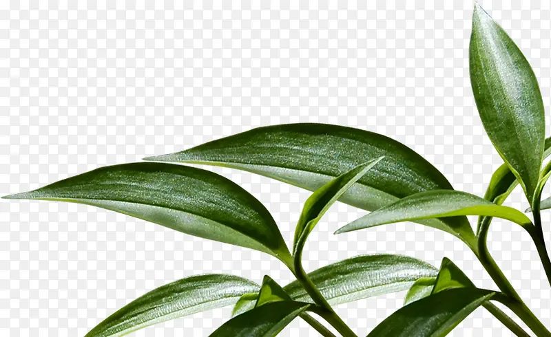 ������Ҷ�������-������