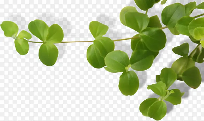 ����������Ҷ����-������