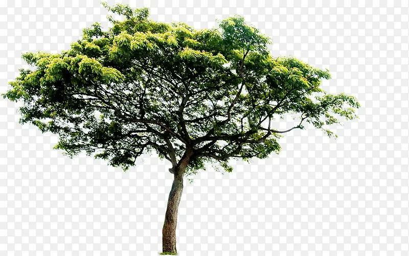 �������쾰��ֲ��-������