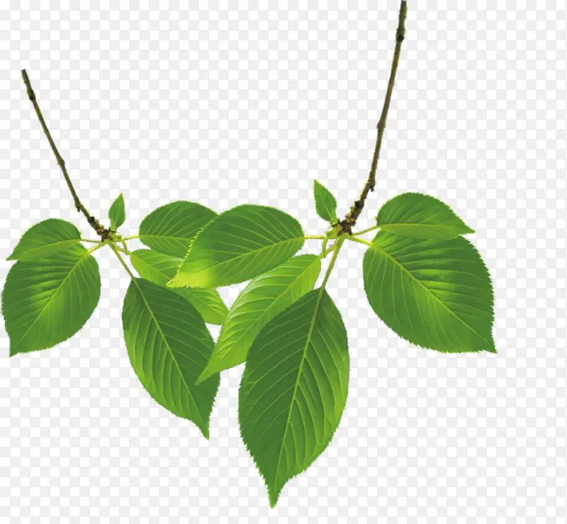 ��������ֲ��װ��-������