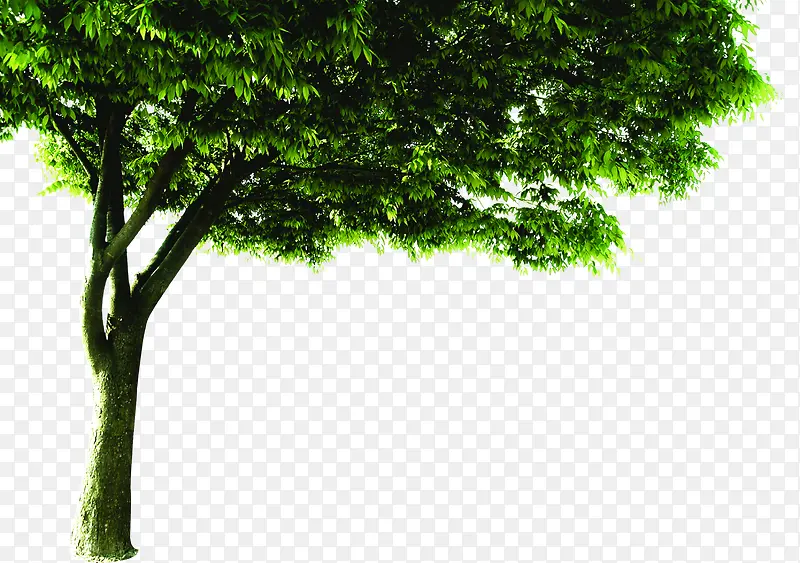 ��Ҷ������������-������