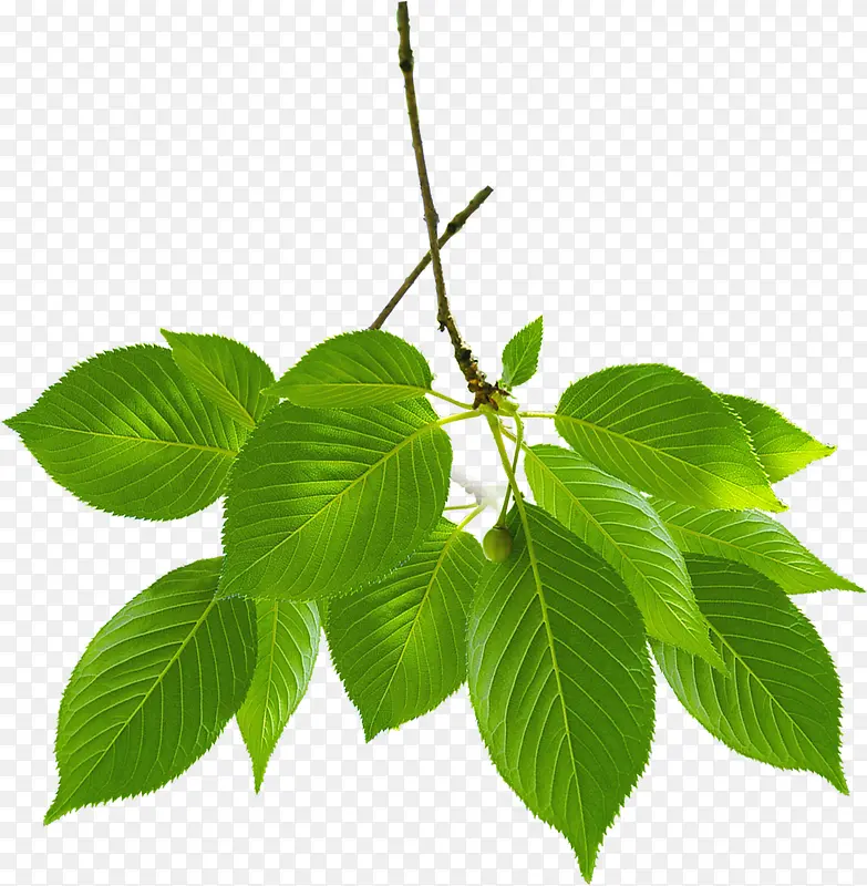 �����ֻ���Ҷ����-������