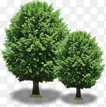 ����԰�־���ֲ��-������