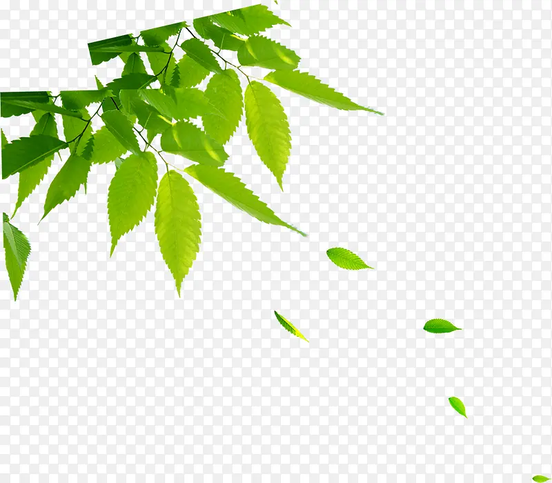 ����Ư����Ҷװ��-������