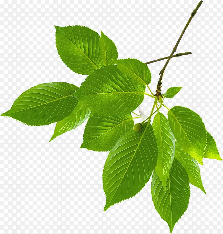 ����������Ҷֲ��-������