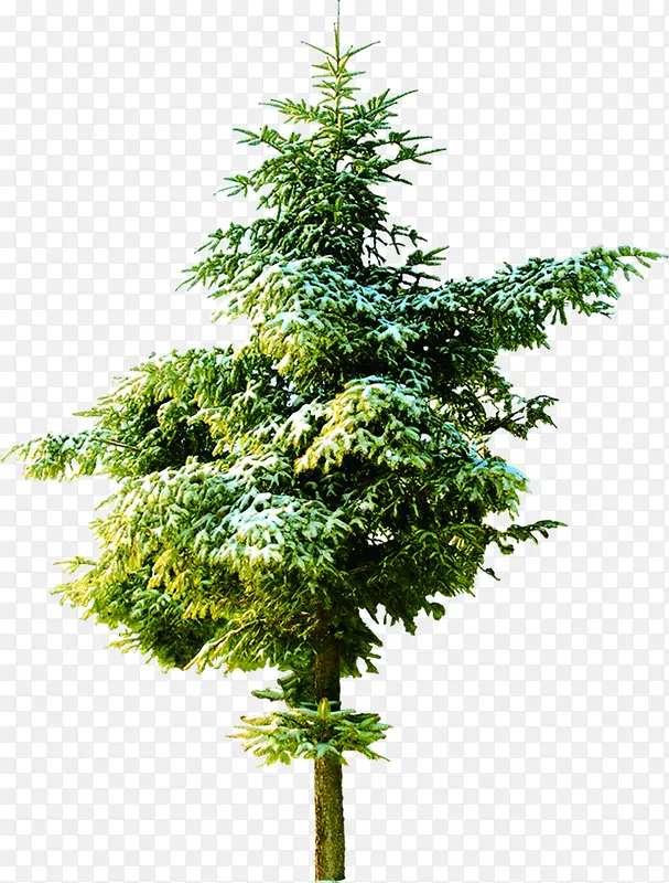 ����ʥ������ͼƬ-������