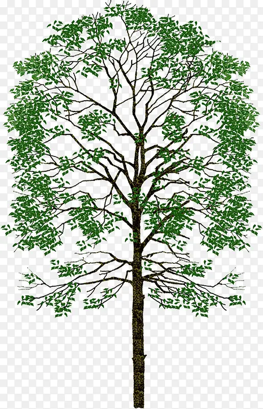 ������ֲͨ�ﾰ��-������