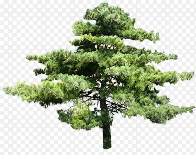 �ֲ������������-������