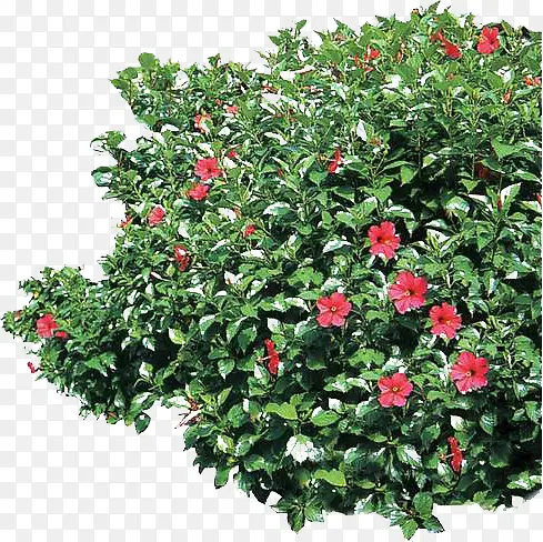 ��ɫС����������-������