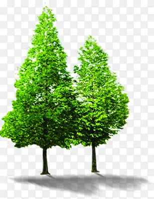 �����ྻ������Ƹ-������