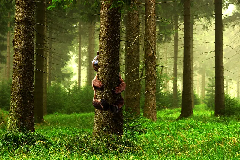 ����ֲ��ݵ�����-������