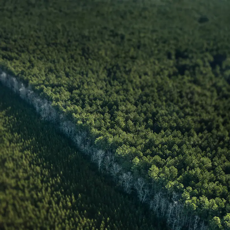 ��ɫ����������ֲ-������