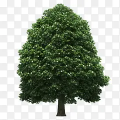 ��ľ����װ��-������