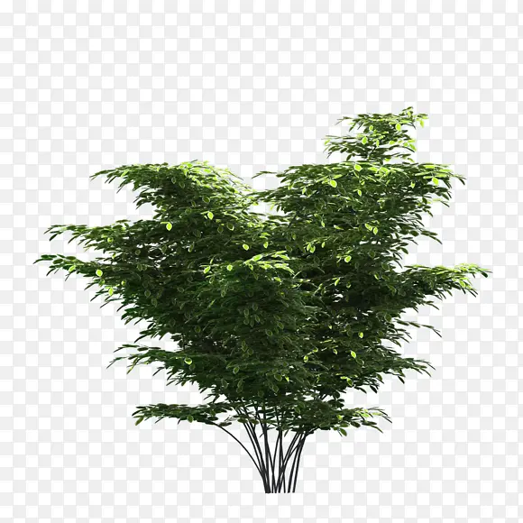 ��ľ����ͼƬ��֦-������