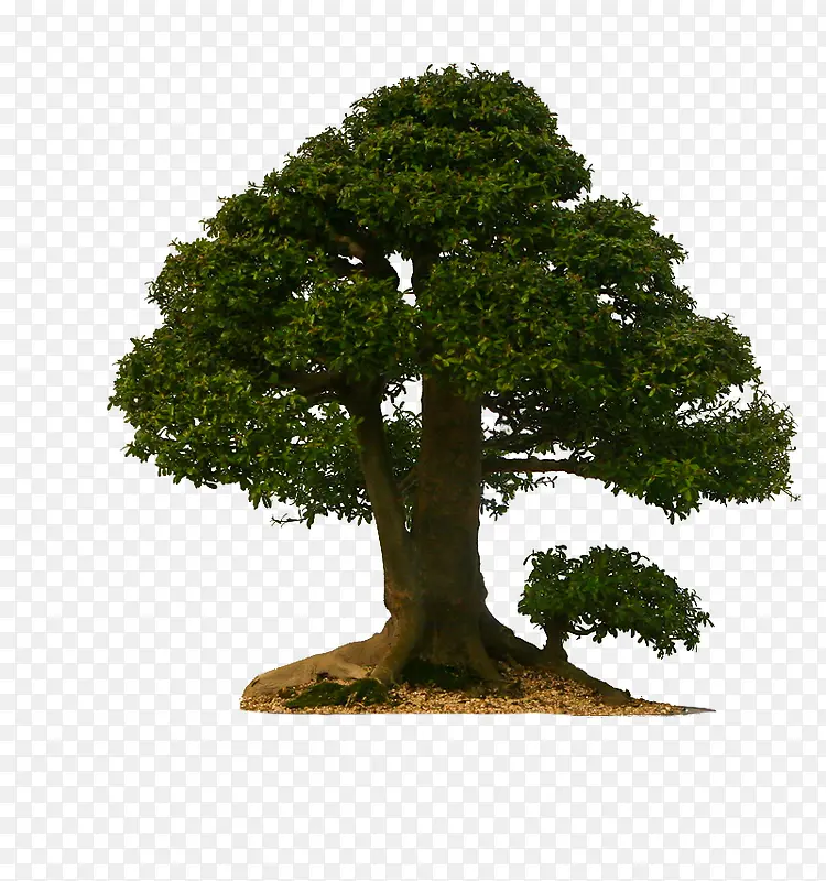 ��ľ��������-������