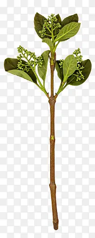 ��֦��������-������