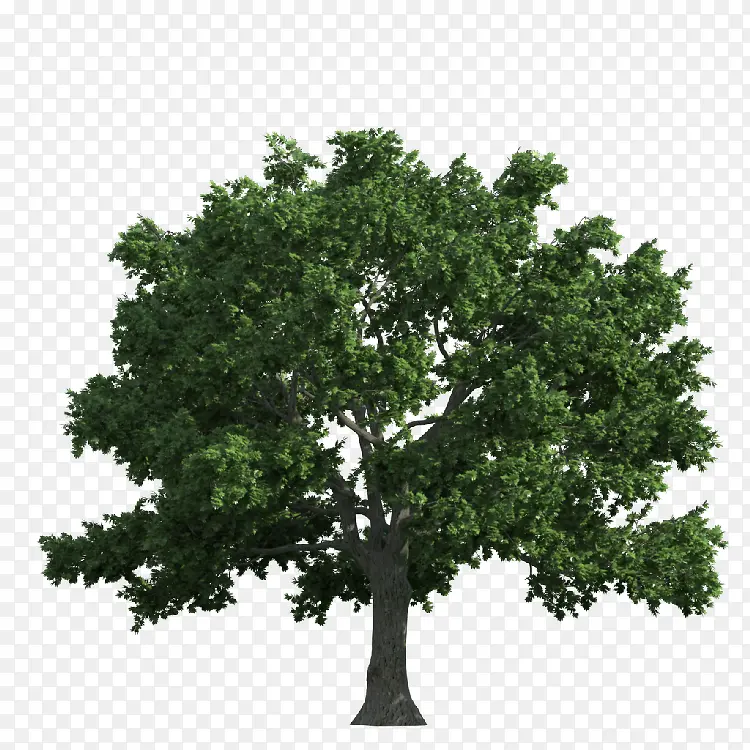 ͸����ľ ��������-������