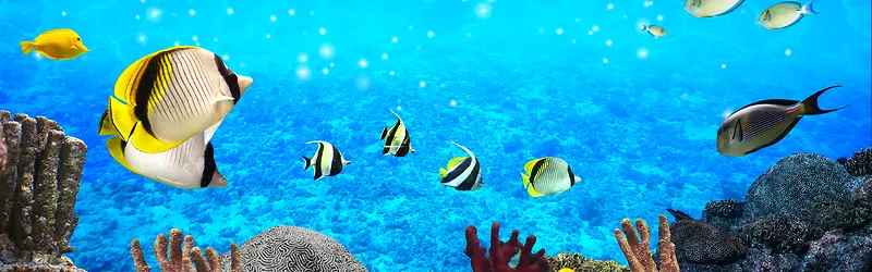 ���ױ���-������