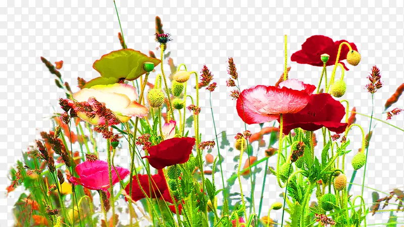 ���ֲ��Ч�����ͨ���-������