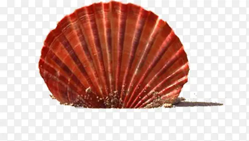 ��ɫ�����Ա�����-������