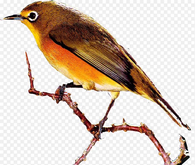 ��ɫ�ɰ�С����-������