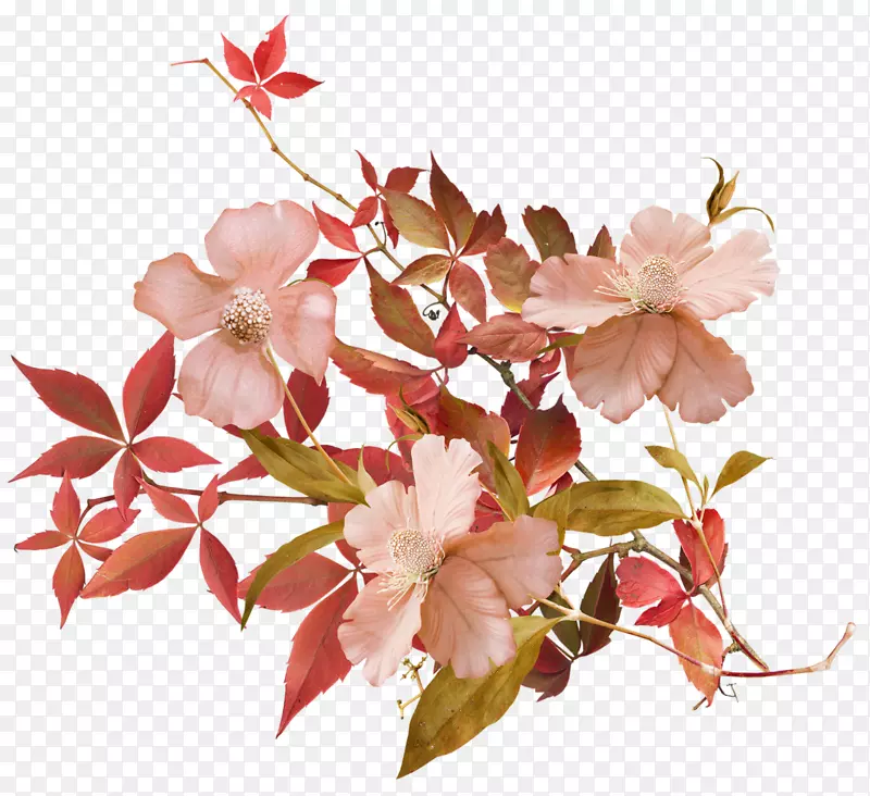 ����ӣ��ֲ��-50-������