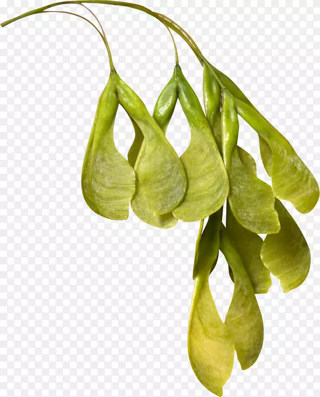 Ų������-֦-������