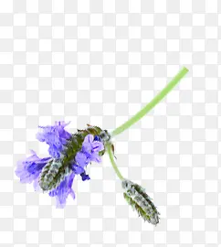 Ψ������޹�²ݻ���-������