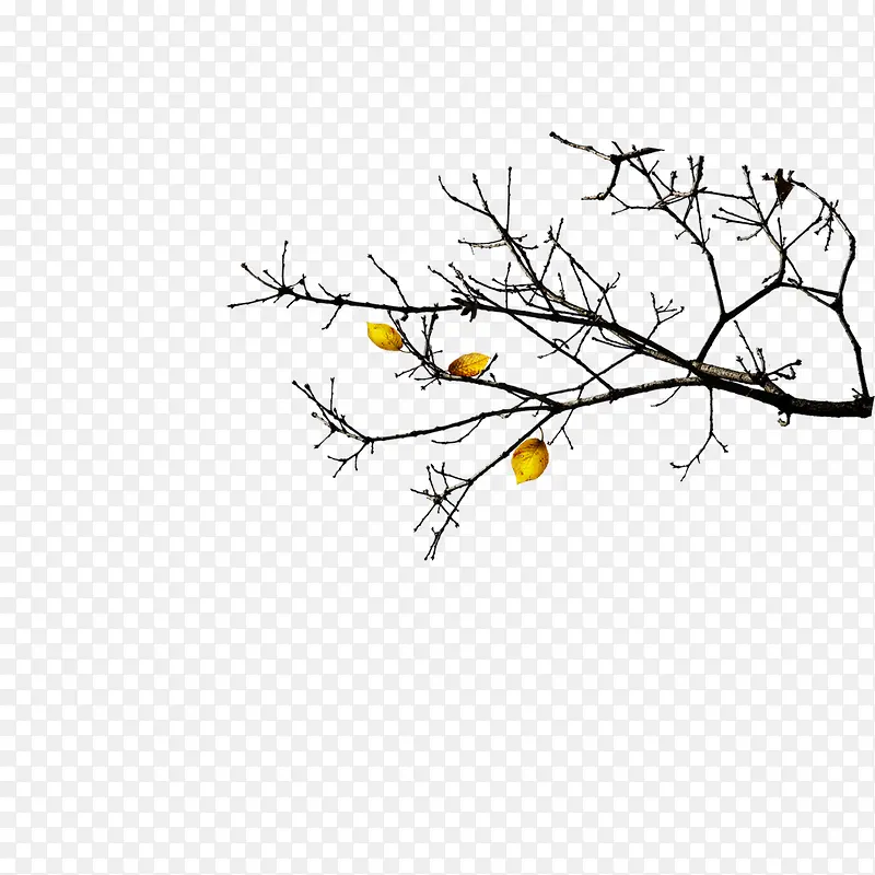 ��֦-������