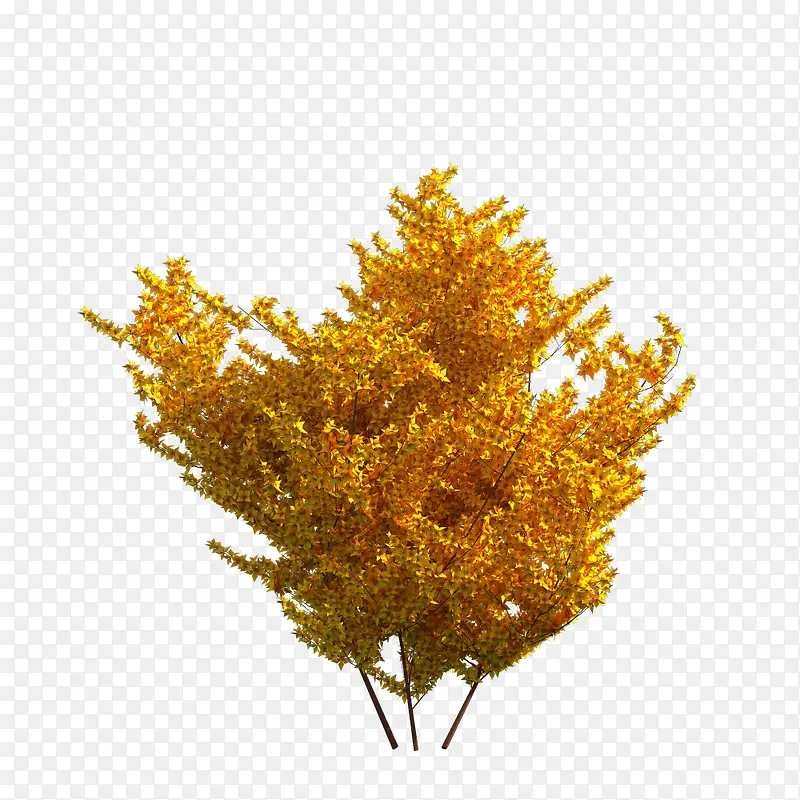 ��ľ-������