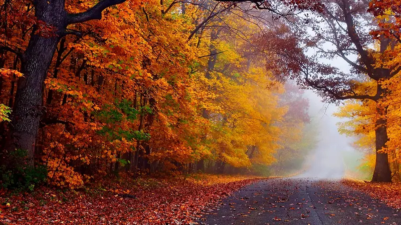 Ψ���＾ɭ�ֹ�԰��Ӱͼ-������