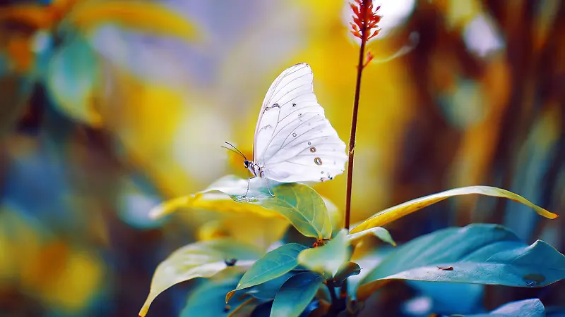 Ψ�����滨���زĴ���Ȼ�ز�-������