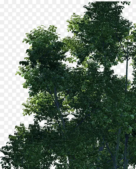 �����Ҷ��Ҷ��ɫ����-������