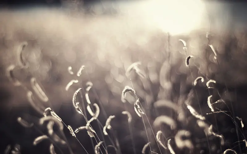 �����ºڰ�ɫ��С��-������