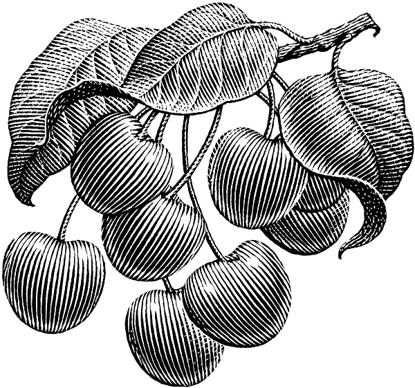 �ֻ�ڰ׹���-������