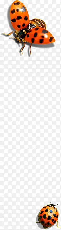 �ߵ�����ư��-������