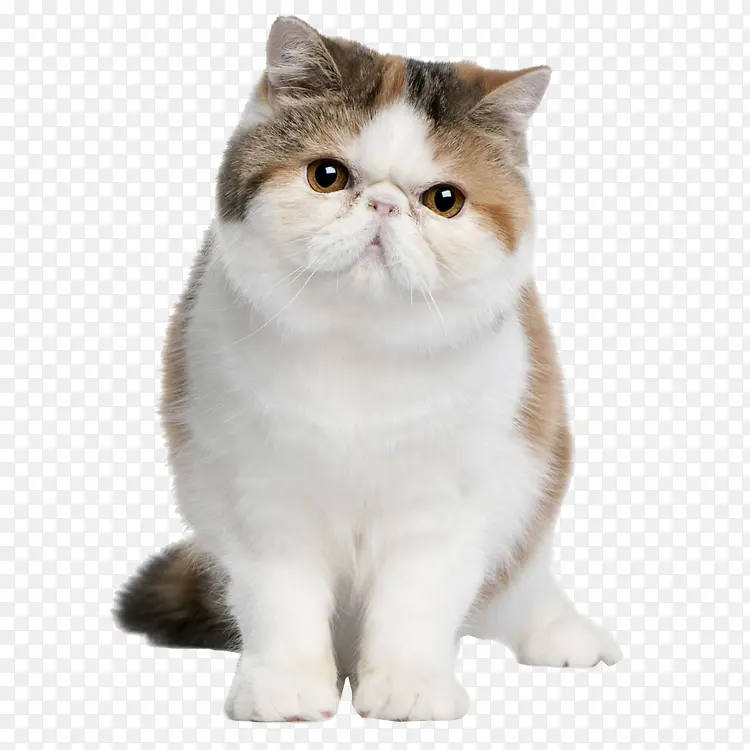 ����Բ���ɰ�Сè-������