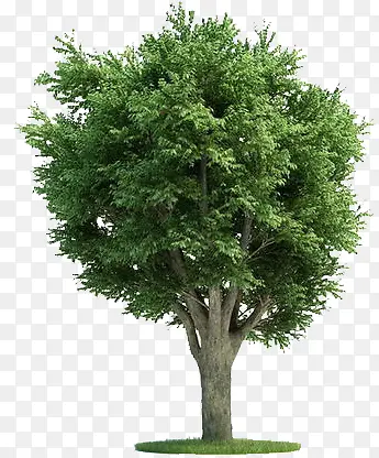 ������Ӱ��ɫ�ϳ���ɫֲ��԰��-������