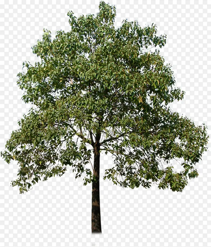 ���崴����Ӱ԰�־���-������