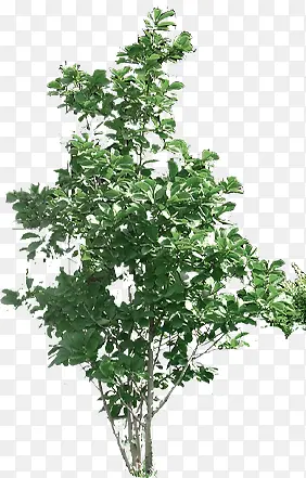 ��ɫ����ϳ���Ӱ����԰��-������