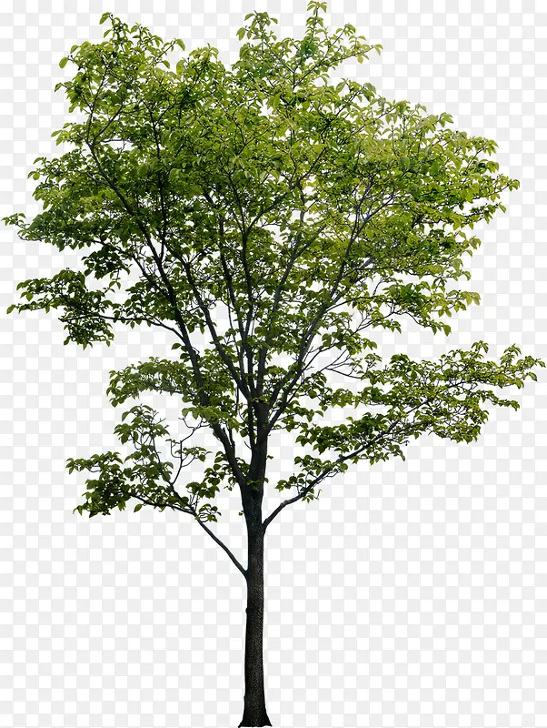 ��ɫ��԰��ֲ�������Ӱ-������