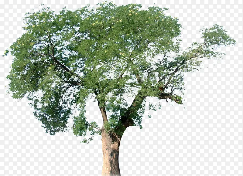 ������Ӱ��ɫֲ��԰��-������