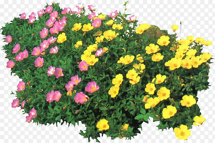 ��ɫ԰��ֲ��С��-������